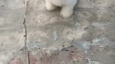 My lovely 🐶 dog