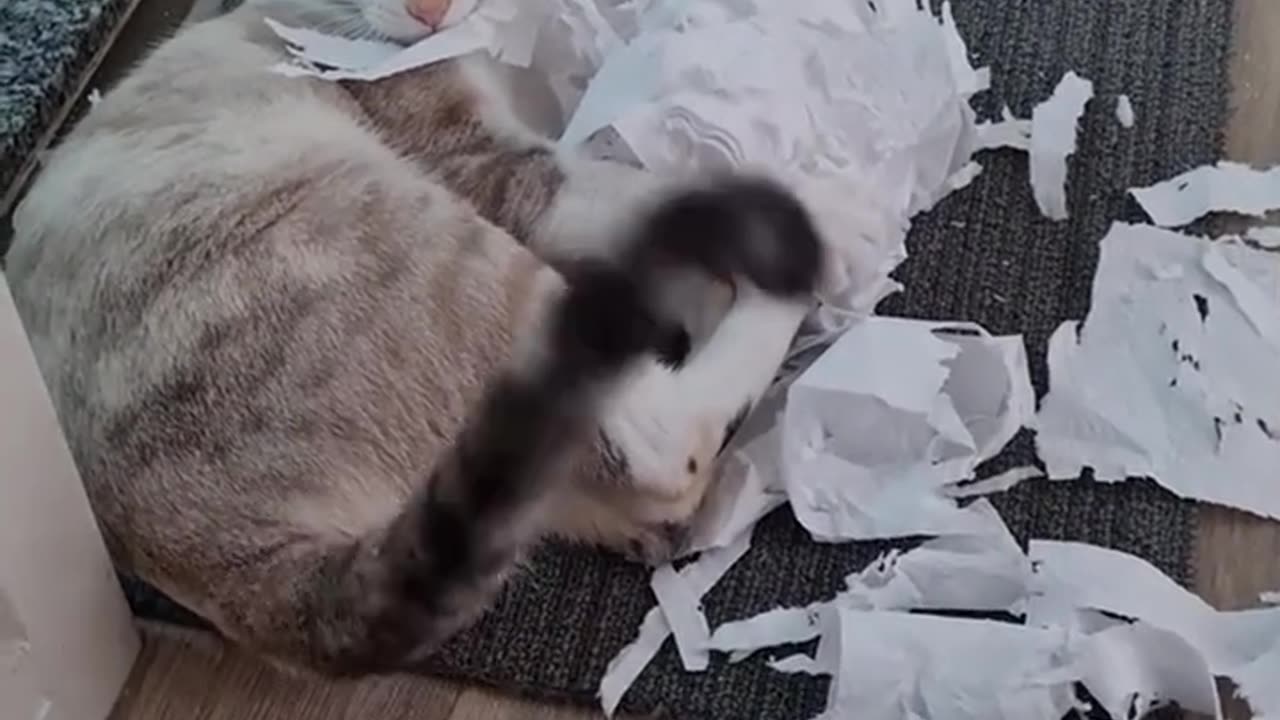Tissue Massacre