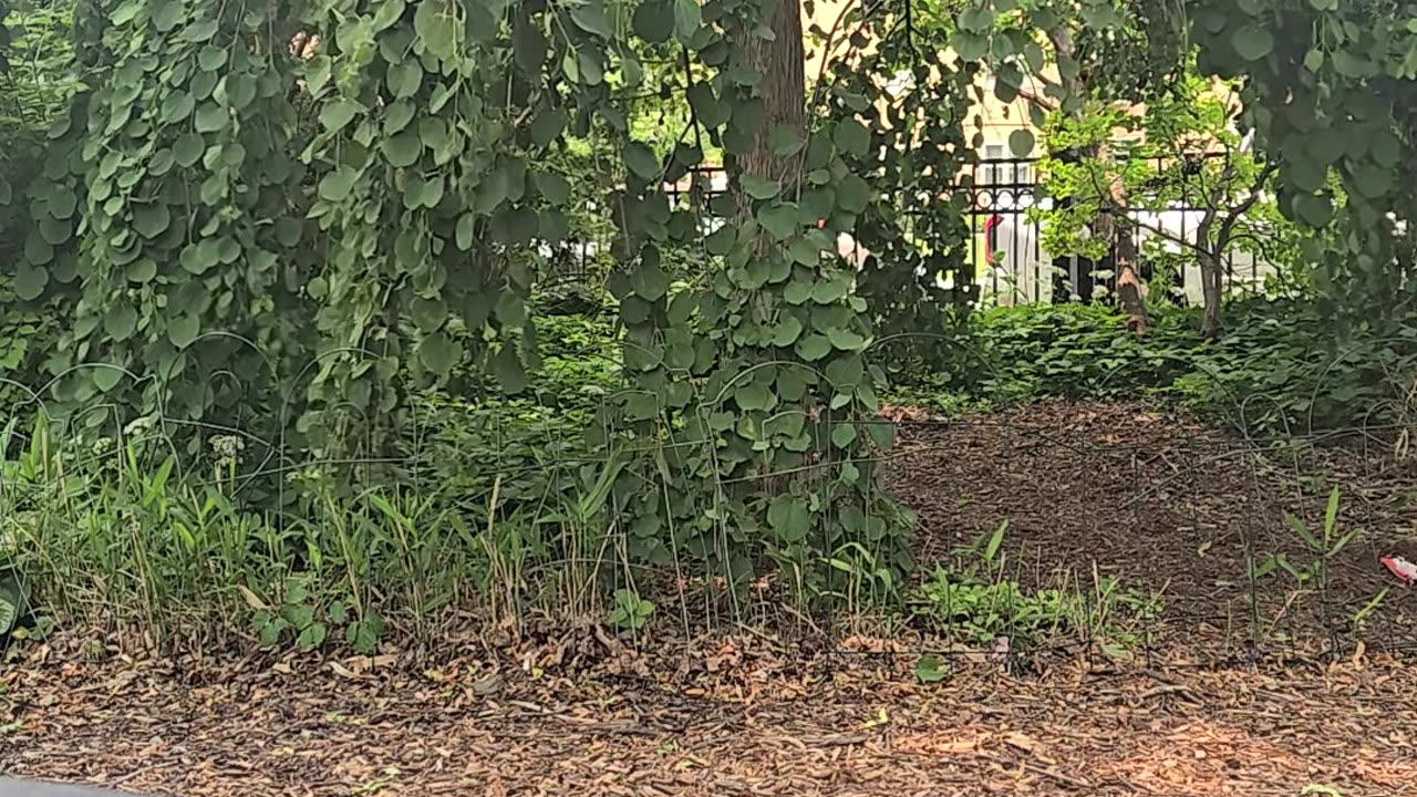 Orchestrated Chaos....