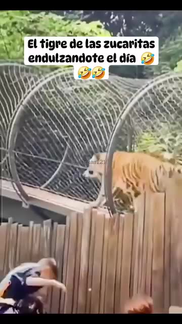 When Nature Calls… LOUDLY! 🐯💨