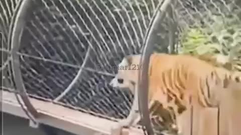 When Nature Calls… LOUDLY! 🐯💨