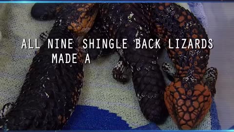shingleback lizards found being illegally shipped out of Australia