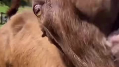 Goat Sounds Strange... #fyp #viral #goat