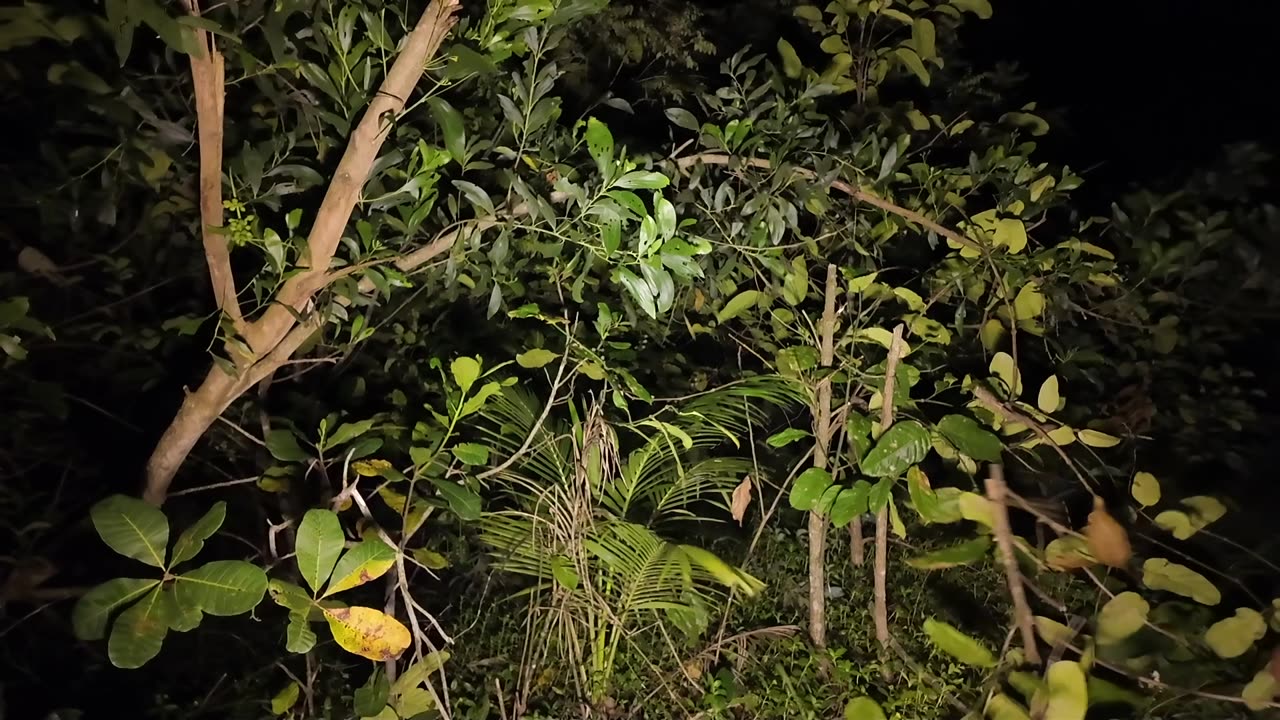 Clearing Jungle Is Art. (Short Slo-mo Video)