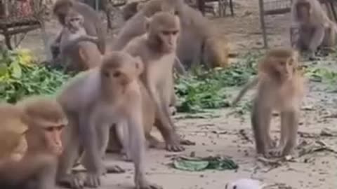 Funny videos 🤣 of monkey 🐒