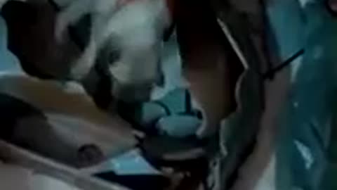 Un chaton se coince la tête dans un lavabo