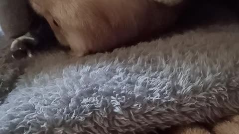 Random ferret play!