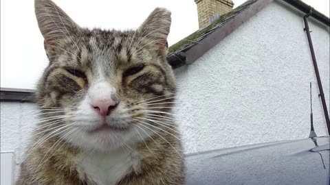 cat on car