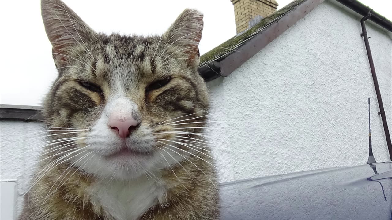 cat on car