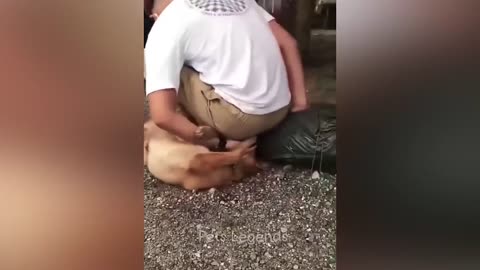 Funny animals 2023