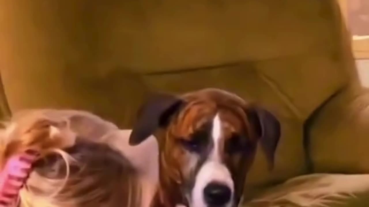 FUNNY ANIMAL COMPILATIONS - PART 57