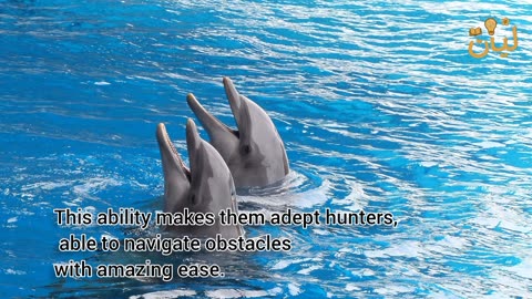 هل تعلم أن الدلفين أذكى من الإنسان؟ 🤯 | Dolphin Intelligence Revealed!