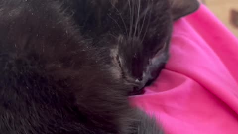 Cute Precious Piper Uses Her Tail to Warm Her Paws - My Adopted Shelter Cat Vlog. #shorts