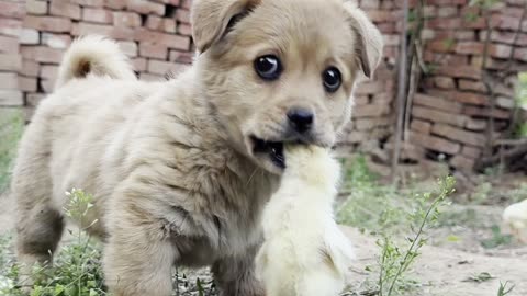 What bad intentions can a dog have He just wants to play with the chicken.