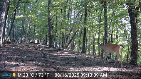 The Woods – 08/16/2025