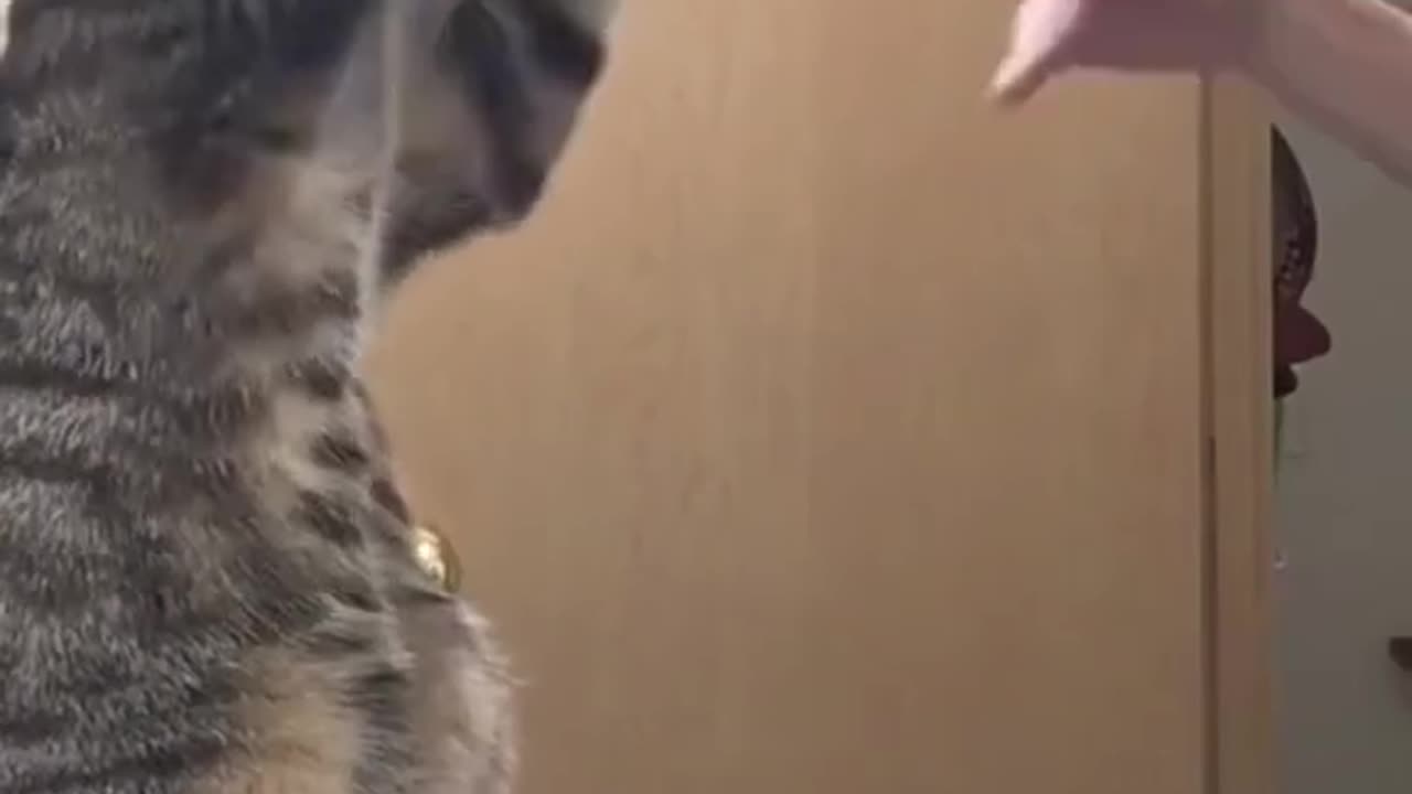 Cats tiktok