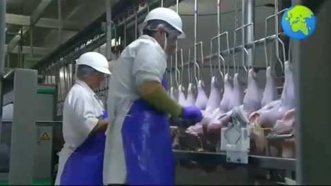 Chicken Slaughtering Using Advanced Technology