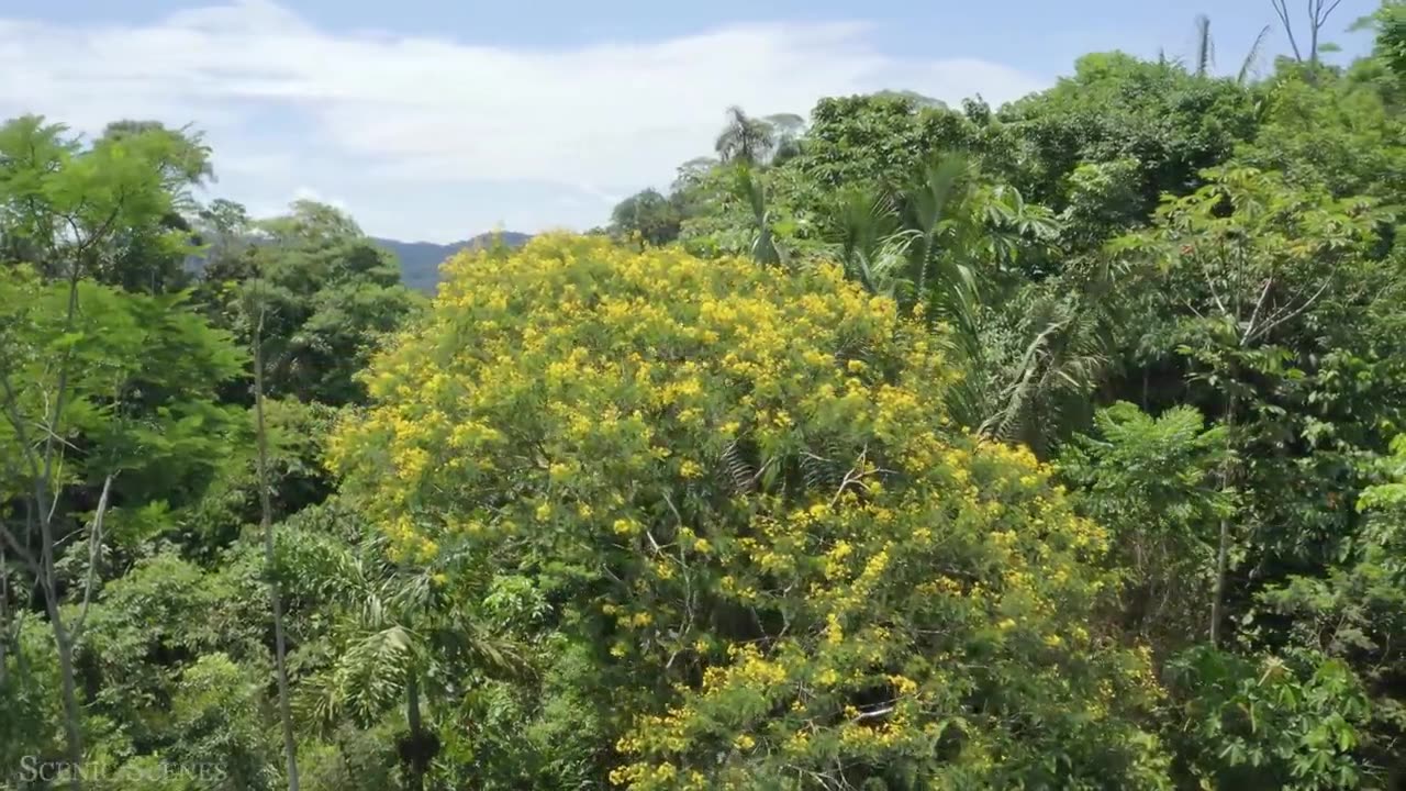 Amazon wildlife in animals that call the jungle home