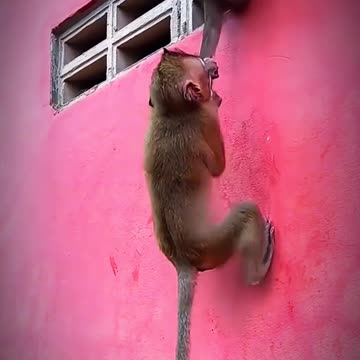 Amazing monkey video 🐒 | baby monkey | animal video
