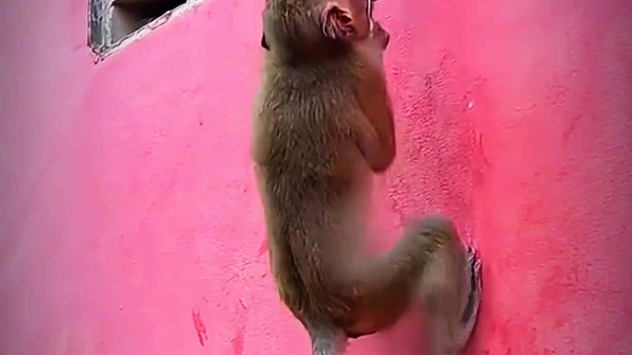 Amazing monkey video 🐒 | baby monkey | animal video