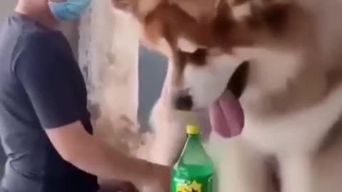 Very Big Dog