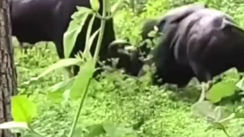 Never Seen-Before These Animal Clips #animalshorts #animals #wildlife