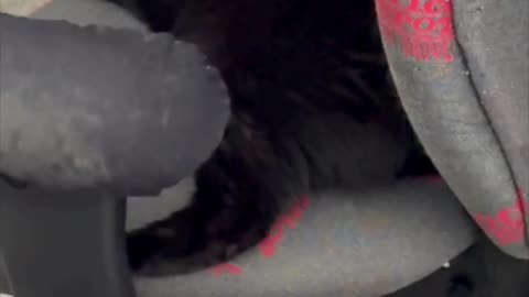 Precious Piper Sleeps with Her Paw Underside Showing - Adopting a Cat from a Shelter Vlog #shorts