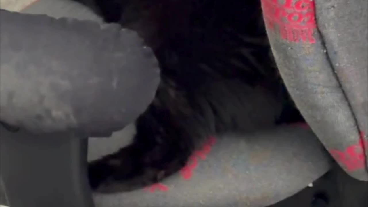 Precious Piper Sleeps with Her Paw Underside Showing - Adopting a Cat from a Shelter Vlog #shorts