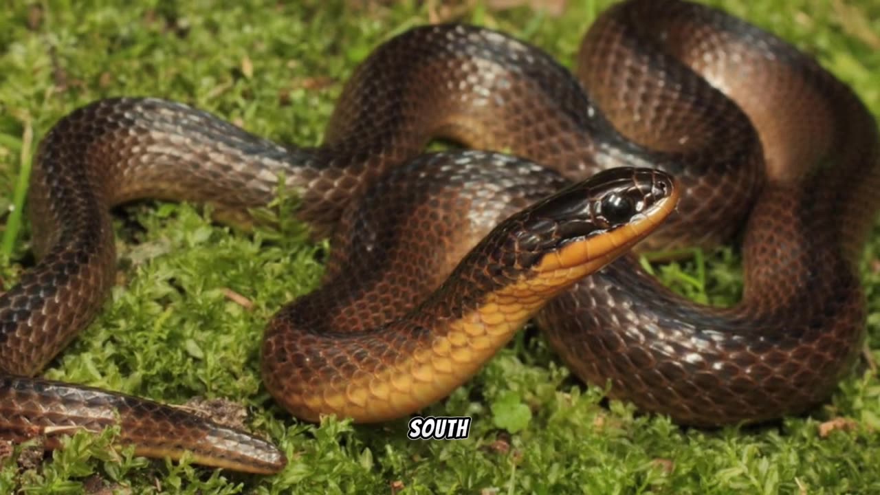 Exploring the Enigmatic Crayfish Snake