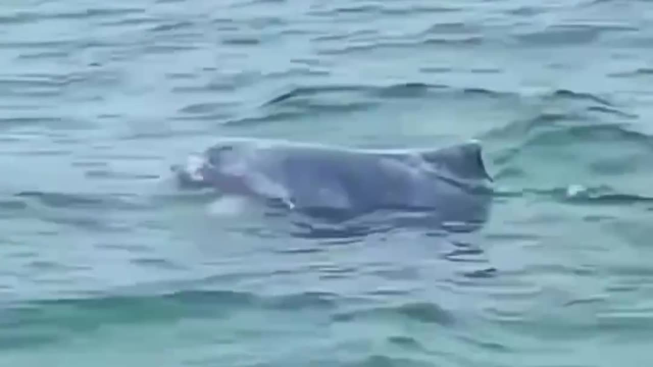 Ever seen a pink dolphin before? 🩷