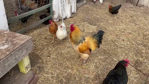 chicken4