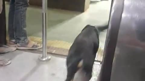 🐕🚇 Dog’s Subway Ride Is The Cutest Commute Ever! | FunFM