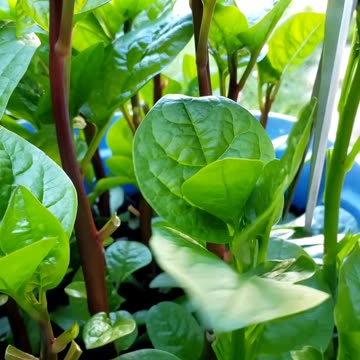 Malabar spinach, in Summer vegetable garden 2025