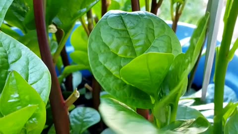 Malabar spinach, in Summer vegetable garden 2025