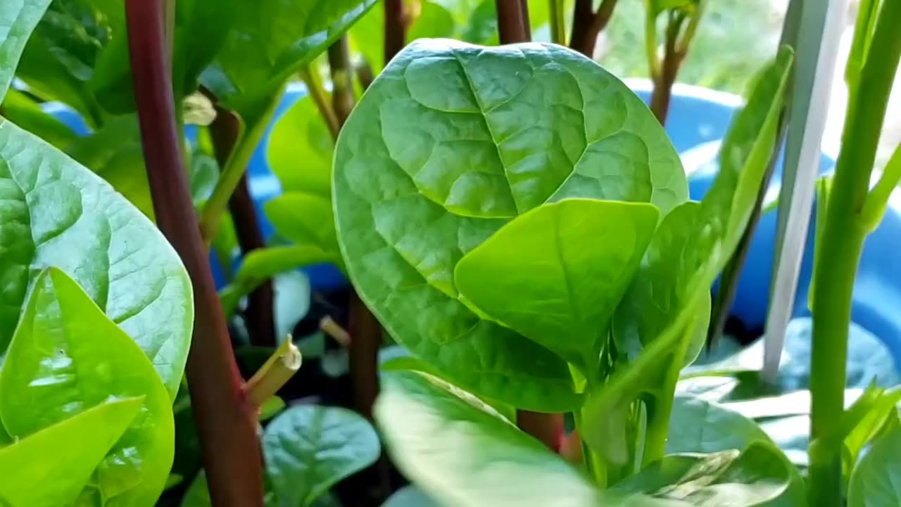 Malabar spinach, in Summer vegetable garden 2025