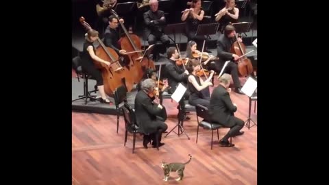 Hilarious Kitty Chaos: The Best Cat Compilation on Rumble!