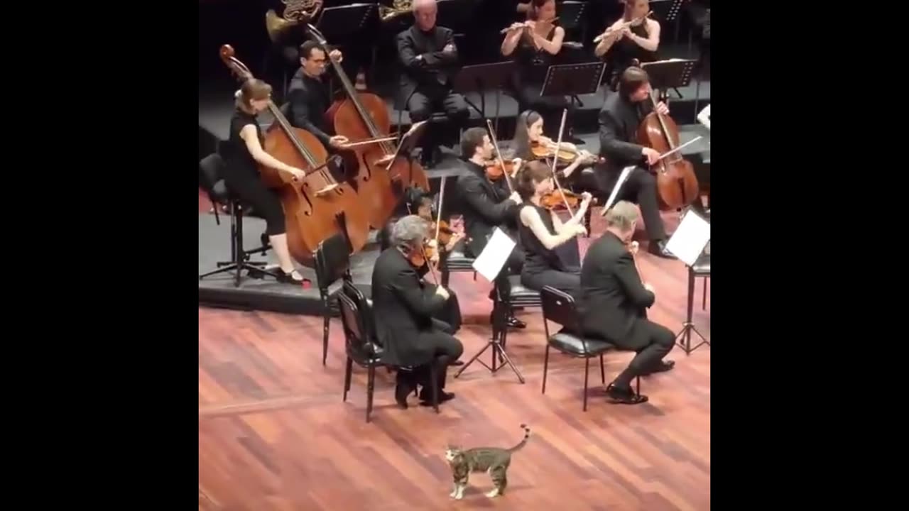 Hilarious Kitty Chaos: The Best Cat Compilation on Rumble!