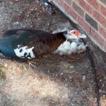 W.ild Duck laying on 9 eggs by Daily’s car wash