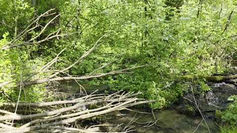 Mountain Stream in the Bieszczady Mountains – Wild Nature of Poland