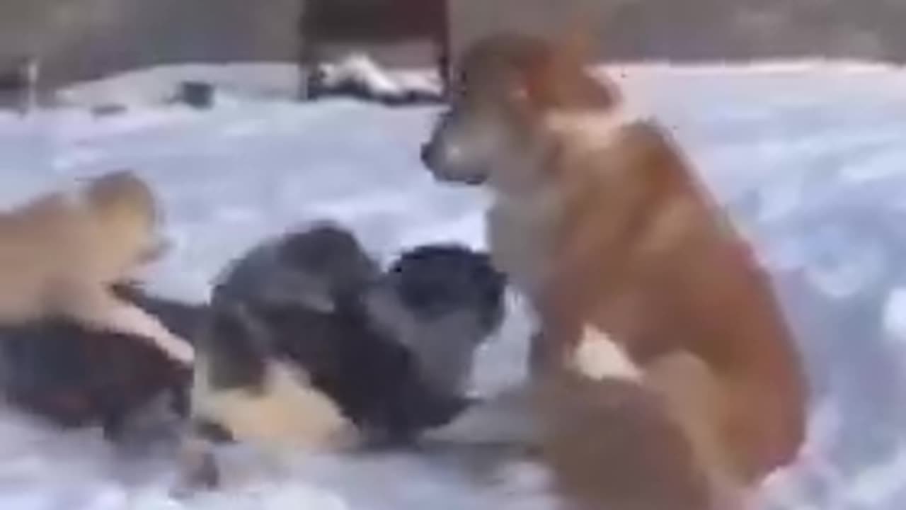 I think he cheated on his wife and is asking for forgiveness | funny video | crazy clips