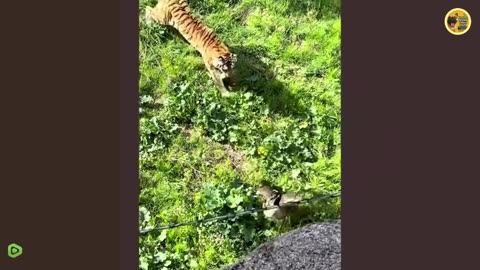 🤪 Best Funniest Animal Videos Ever 🐶🐱 | Funny Animal Compilation 2025 😂 | GoViralComedy