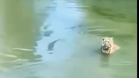 MGTOW Explained in 22 seconds