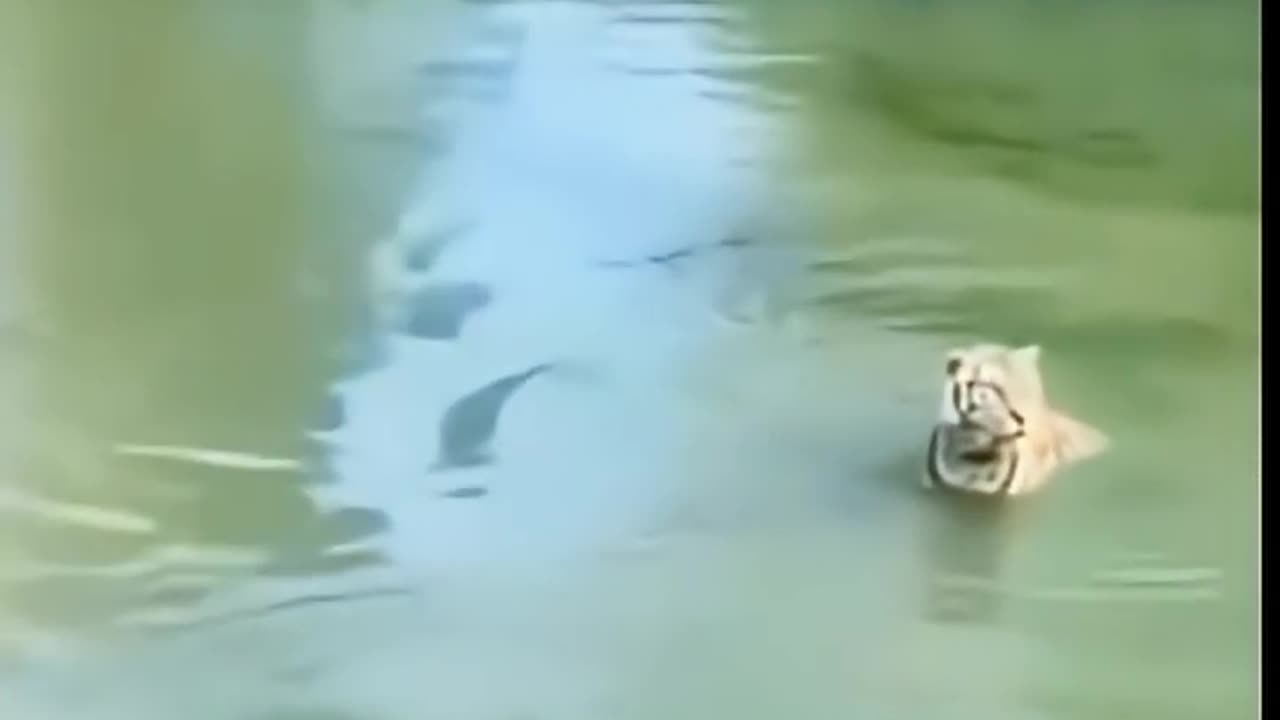 MGTOW Explained in 22 seconds