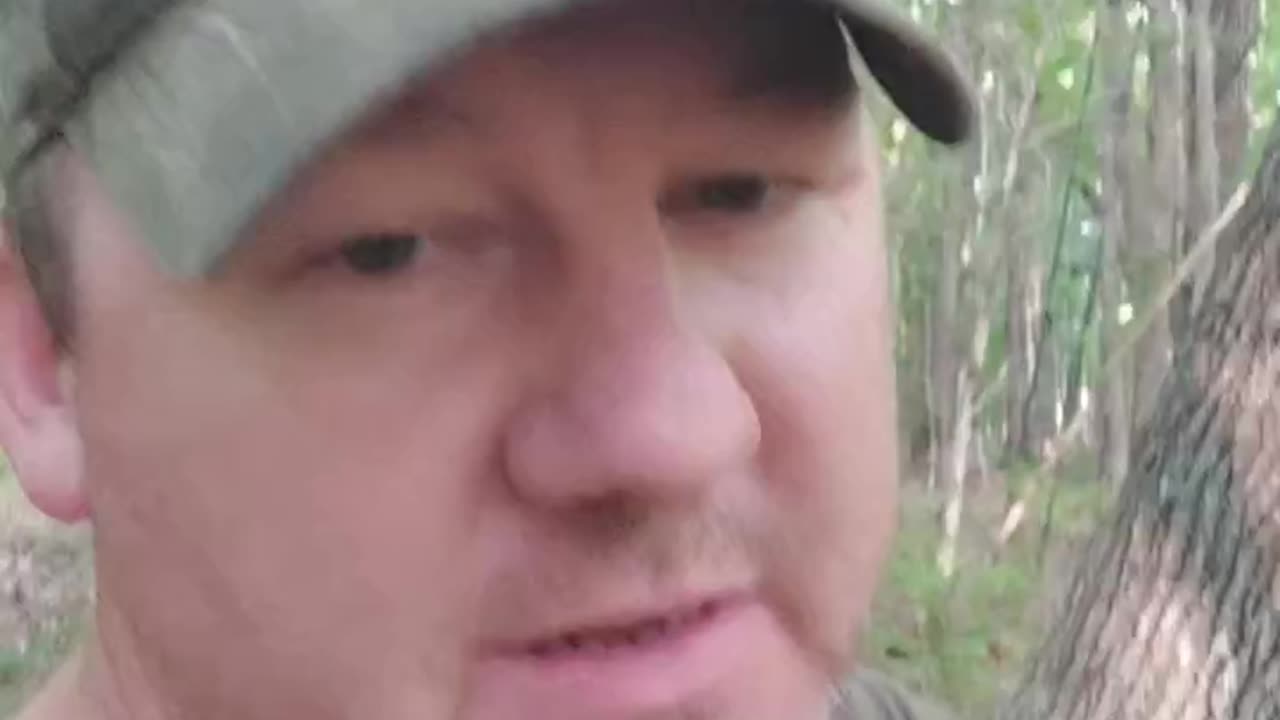 A hurricane damaged oak