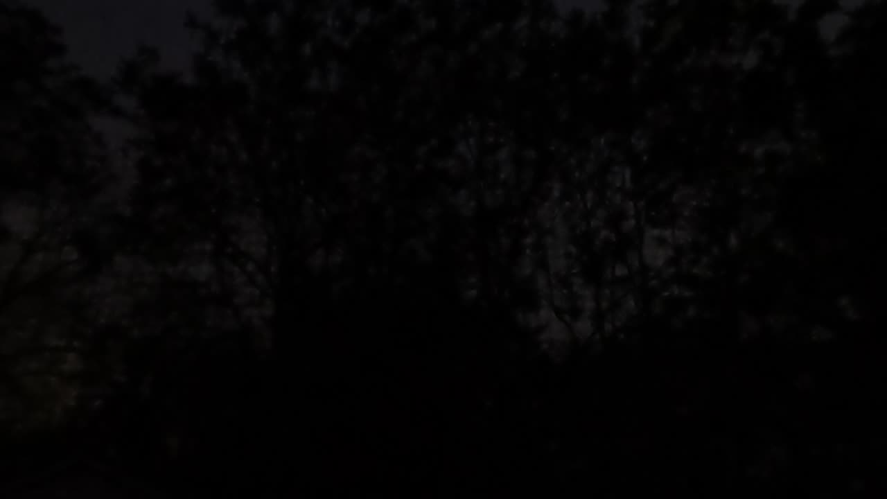 PRE-DAWN BIRD SONGS