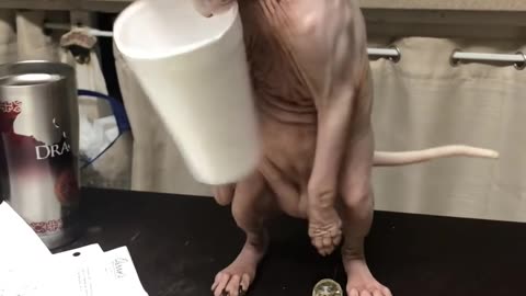 😂🐈 The Cat Couldn't Control Himself! | FunFM