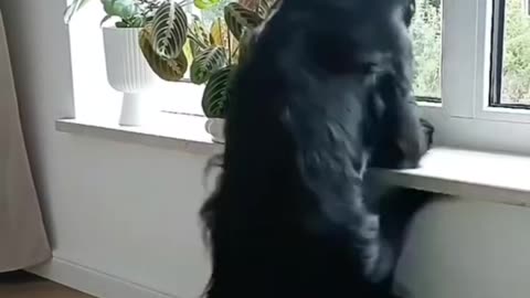 Dance dogs