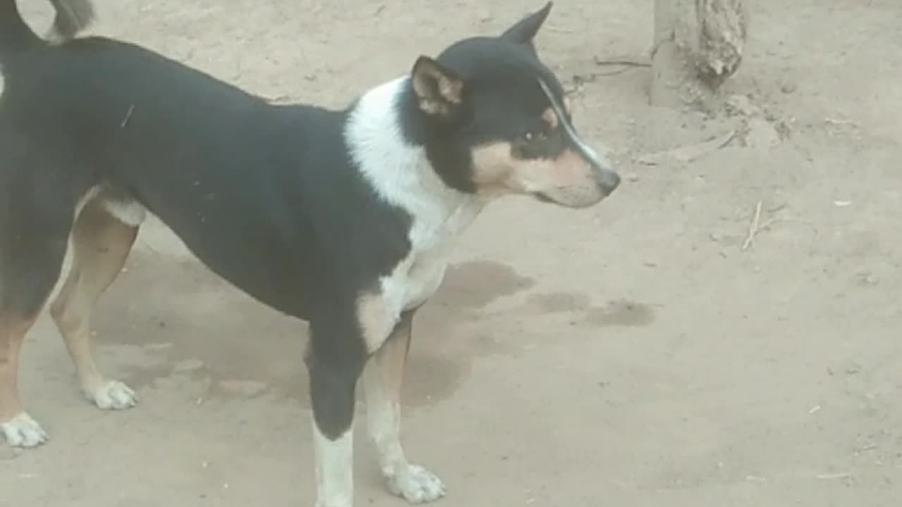 I saw the village dogs