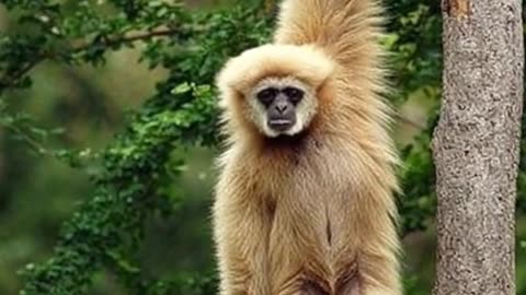 Jungle Acrobat at Work