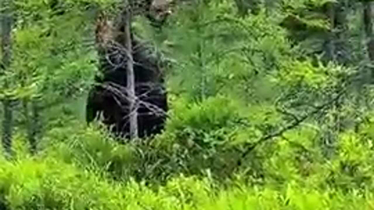 If You See This ANIMAL In The Woods, RUN!